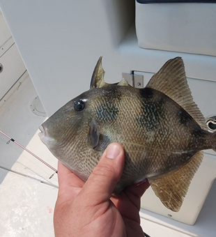 Grey Triggerfish Onboard